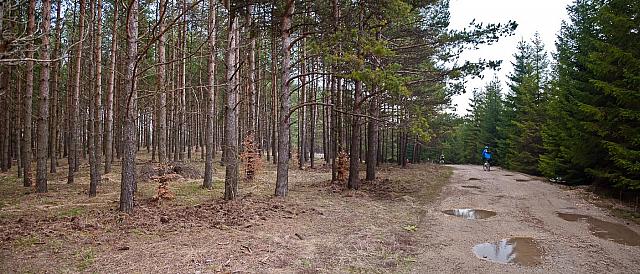 Kroz prelepe Brezovičke šume - levo borovi, desno jele