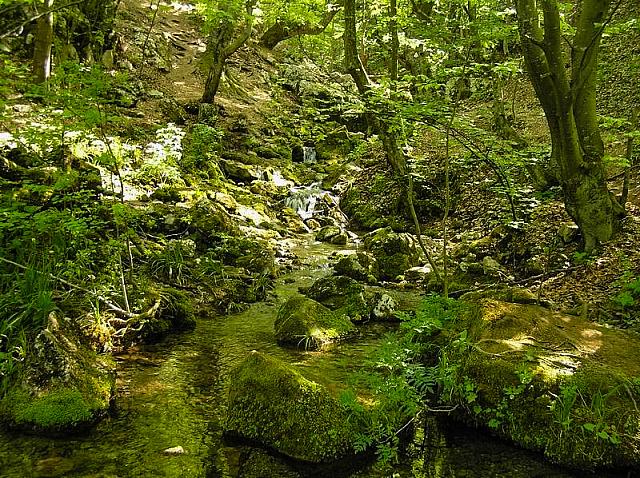 Mahovina i potoci u gustoj šumi oko Vrela Grze