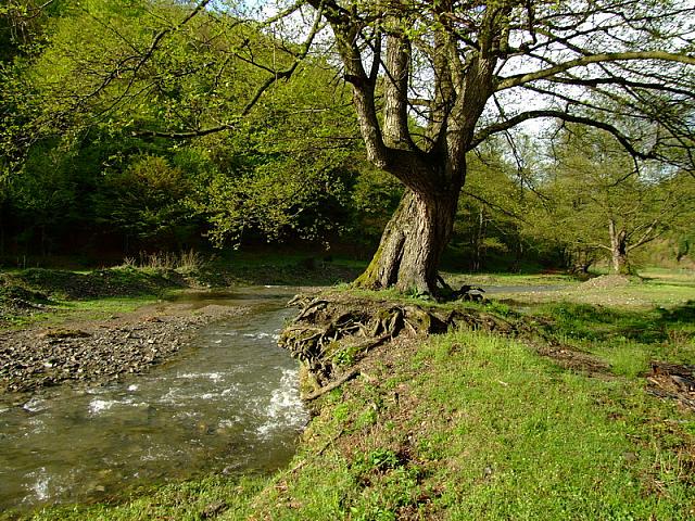 Ko je jači - reka ili stablo?