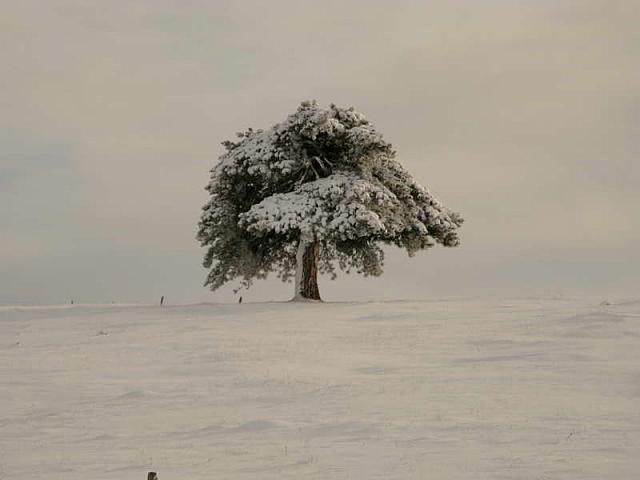 Drvo u snegu