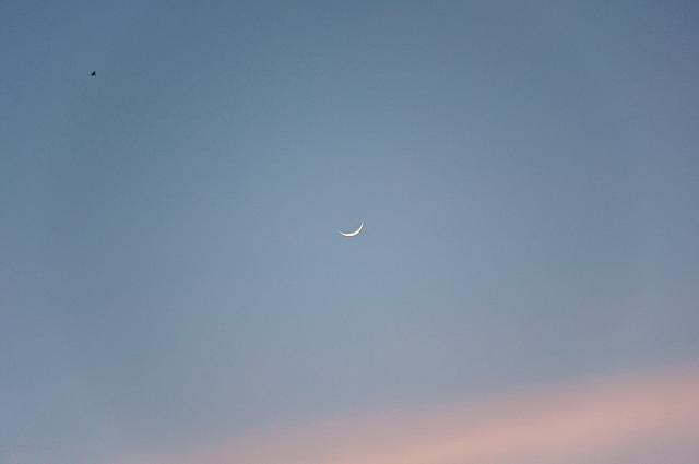 Mesec, ptica i sumrak