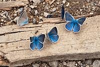 Kučajski plavi leptiri
