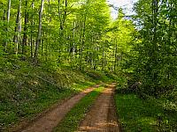 Šumski put koji se od Javorka spušta ka Grzi