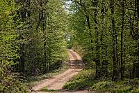 Put vijuga kroz šumu ka Šomrdi