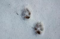 Vučji tragovi u snegu
