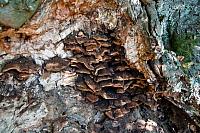 Gljive u deblu