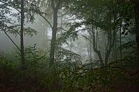 Magla je u šumi uvek spooky