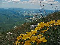Cvetna panorama