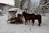 Konji na farmi Sokolina
