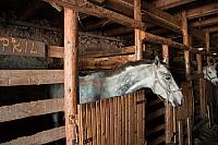 April - najlepši konjić na ergeli na Kaluđerskim barama