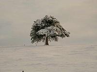 Drvo u snegu