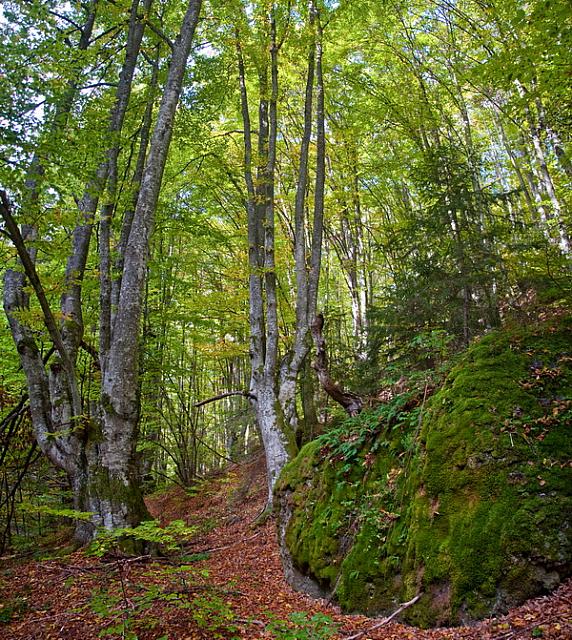 Stene u šumama Izubre su obrasle mahovinom