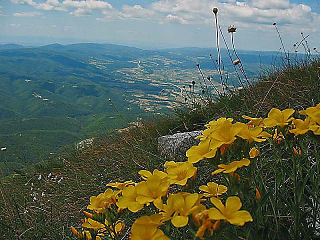 Cvetna panorama