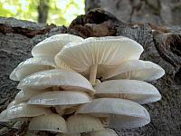 Gljive u prašumi