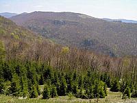 Velike površine Kučaja, naročito u južnijem delu, prekrivene su četinarskim šumama