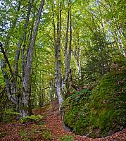 Stene u šumama Izubre su obrasle mahovinom