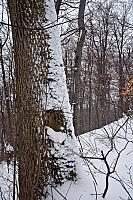 Vetar je naduvao sneg na istočnu stranu stabla...