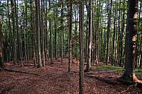 Tipičan prizor bukove šume u Rumuniji